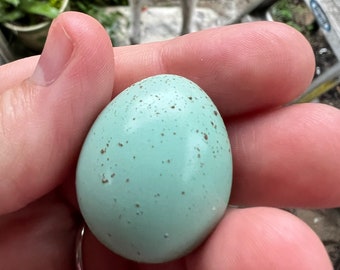 Celadon Coturnix Quail Fertilized Eggs