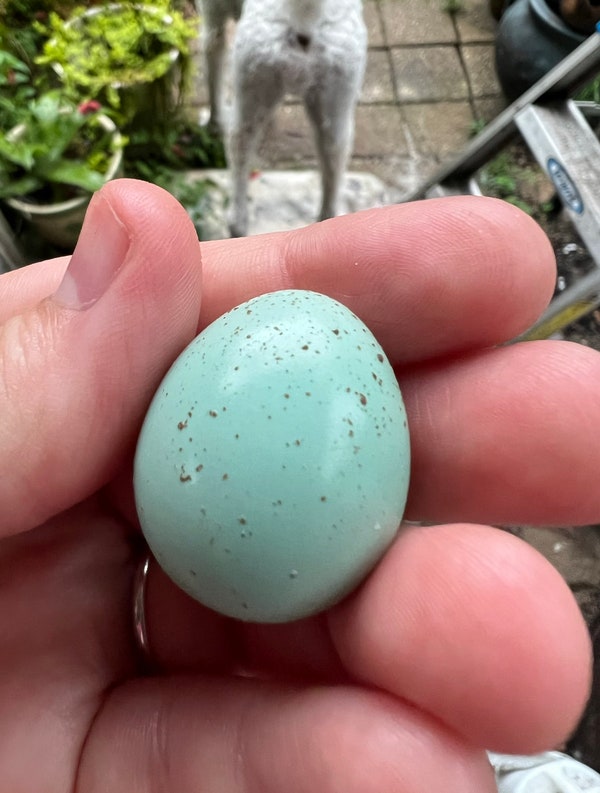 Quail Cage With Egg Rollout - Etsy Canada