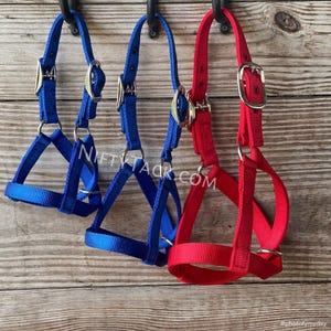 May include: Three nylon animal halters in blue, royal blue, and red, each featuring adjustable silver-tone metal buckles and circular rings. The halters are suspended from hooks, displaying a durable woven texture and a structured design for secure fit.