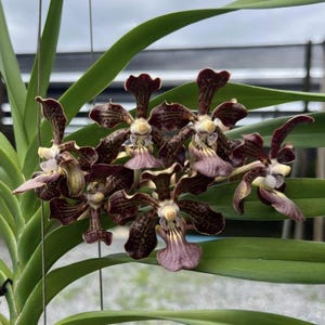 Op de afbeelding: Close-up van Vanda-orchideeën. De bloemen hebben een diepe bordeauxrode kleur met gespikkelde patronen, aangevuld met zachte lavendel- en witte accenten. De bloemblaadjes hebben een unieke vorm en de groene bladeren vormen een natuurlijke achtergrond.