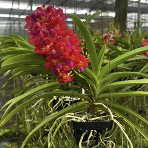 Puede incluir: Una vibrante orquídea roja con racimos de pequeñas flores, acentuadas con tonos púrpuras. La planta tiene hojas largas y verdes y raíces aéreas, colgando en una maceta negra. El fondo muestra una estructura de invernadero.