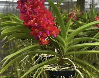 Ruby Thai Vanda Orchid: Magenta-Red Blooms, Pink Lip, Frequent Bloomer
