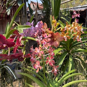 Può includere: Un'esposizione vibrante di orchidee in vari colori, tra cui rosso intenso, viola, arancione e rosa. Le orchidee sono in piena fioritura, con più grappoli di fiori e lunghe foglie verdi. L'immagine è scattata all'aperto, con luce naturale e uno sfondo sfocato.