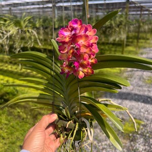 May include: A colourful orchid plant with pink and orange flowers. The plant has long, green leaves and is suspended in a hanging basket. The background shows a greenhouse setting.