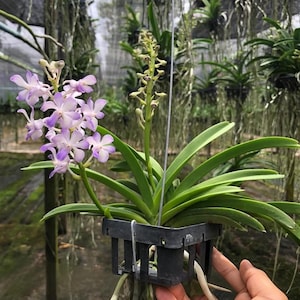 Könnte beinhalten: Nahaufnahme einer Topf-Orchidee mit leuchtend lila und weißen Blüten. Die Orchidee hat lange, grüne Blätter und hängt in einem schwarzen Plastikkorb. Weitere Orchideen hängen im Hintergrund.