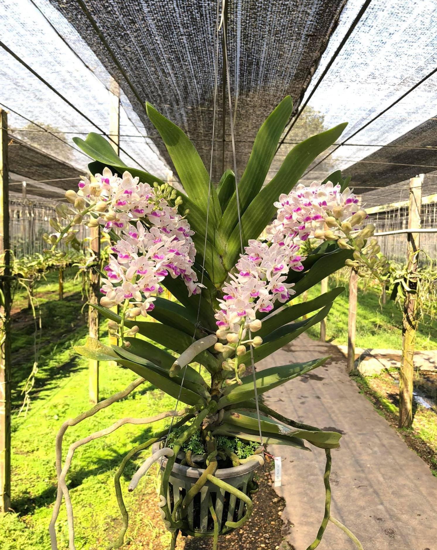 Cattleya hybrid - Etsy 日本