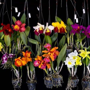 Puede incluir: Una colección de orquídeas colgantes con flores vibrantes en varios colores, incluyendo rojo, amarillo, naranja, morado y blanco. Las orquídeas están suspendidas contra un fondo negro, mostrando sus diversos colores y formas. Cada planta está en maceta.