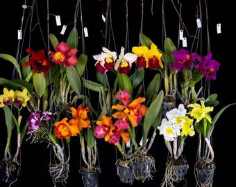 Plántulas de minicattleya – Maceta de 2,5 cm, plantas jóvenes, variedad de colores.