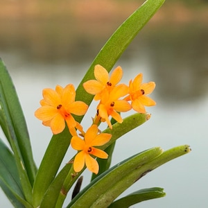 Miniatuur oranje orchideezaailing, Ascocentrum miniatum, compacte plant afbeelding 9