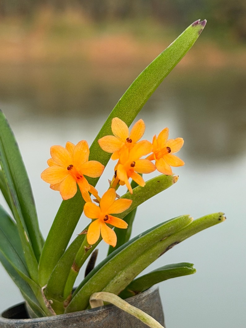 Miniatuur oranje orchideezaailing, Ascocentrum miniatum, compacte plant afbeelding 9