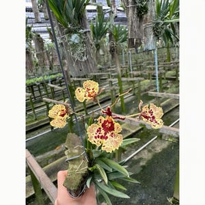 Puede incluir: Primer plano de una orquídea amarilla con manchas rojas y un centro rojo oscuro. La orquídea está unida a un pequeño trozo de madera rectangular con hojas verdes. El fondo muestra un invernadero con otras plantas.