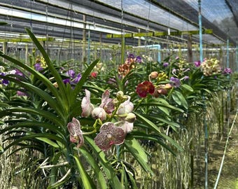Mini Vanda Orchid: Rare Seed Grown Hybrid, Tropical Orchid Seedling, Bare Root
