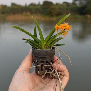 Miniatuur oranje orchideezaailing, Ascocentrum miniatum, compacte plant afbeelding 10
