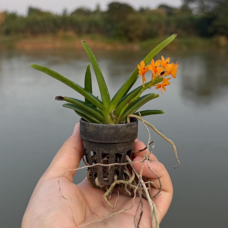 Miniatuur oranje orchideezaailing, Ascocentrum miniatum, compacte plant afbeelding 10