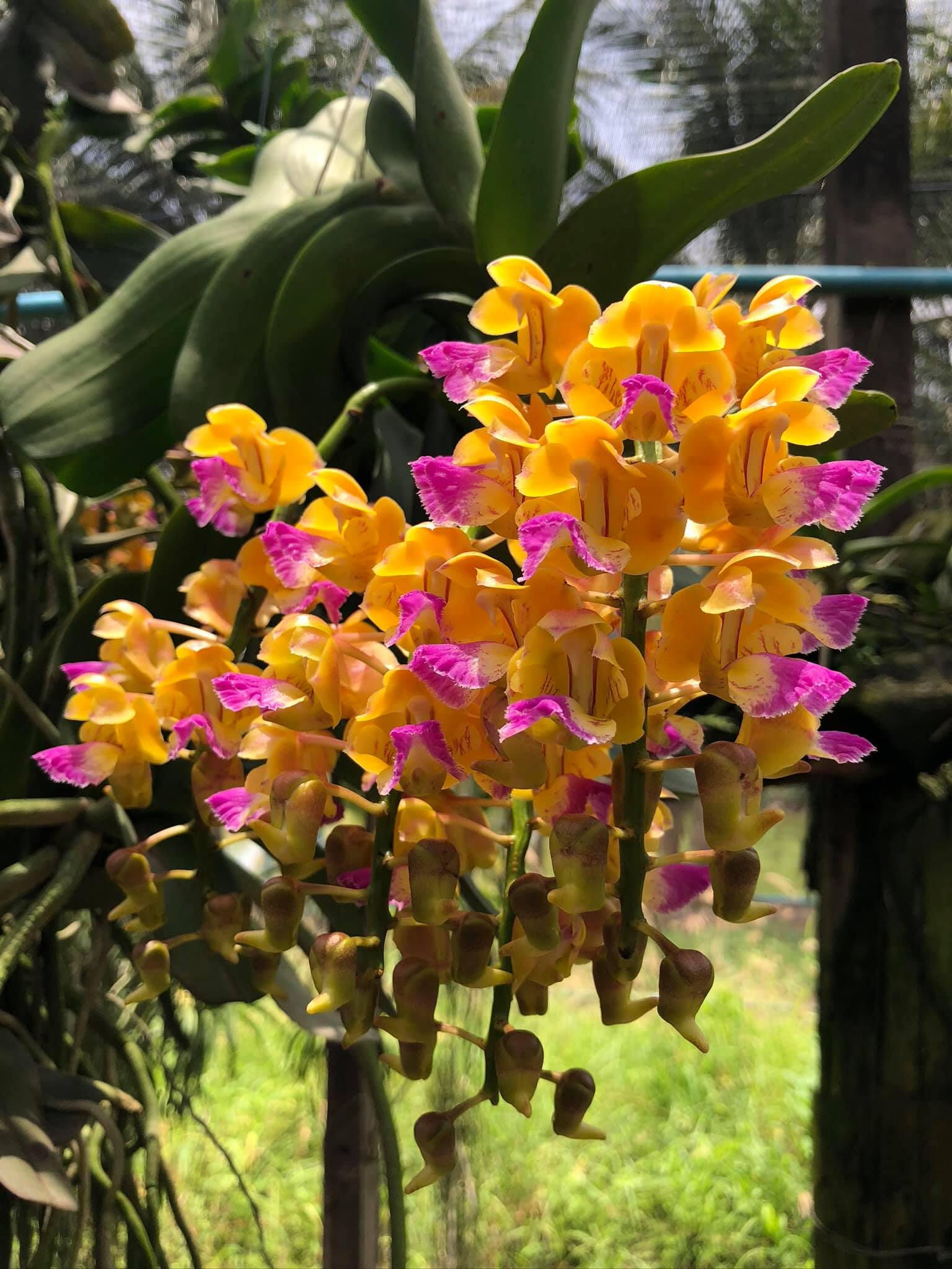 Yellow Rose Korat Orchid (Aerides houlletiana) – Rare Yellow Fragrant Orchid Plant from Thailand | Easy-Grow, Cascading Blooms, Tropical