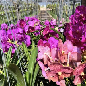 Könnte beinhalten: Nahaufnahme von leuchtend lila und rosa Orchideen in voller Blüte, die in einem Gewächshaus hängen. Die Blüten haben mehrere Blütenblätter und sind von grünen Blättern und dünnen Metalldrähten umgeben.