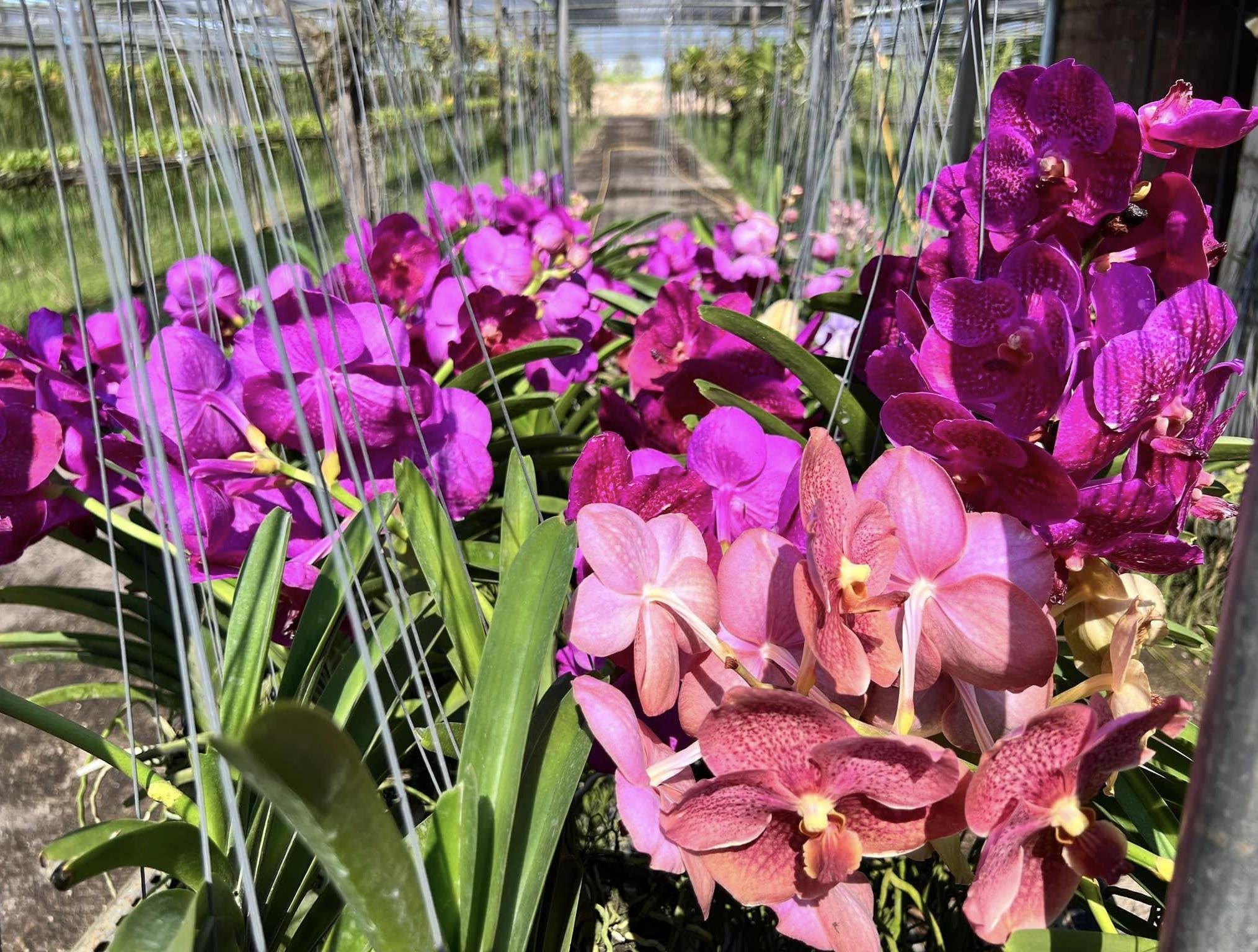 Vanda Orchid (Young Seedling, Mixed Colors) – Rare Thai Botanical Start for Future Blooms,Easy to Grow & Collector, Customer Favorite