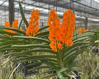 Orange Thai Orchid (Rhynchocentrum Ladda Gold): Easy-Grow Hybrid in Hanging Basket