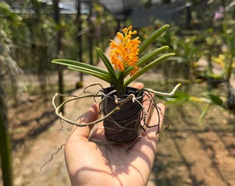 Plántula de orquídea naranja en miniatura, Ascocentrum miniatum, planta compacta.