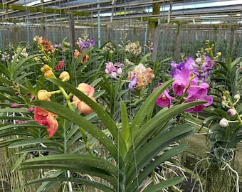 10 Vanda-orchideezaailingen: Best-sellers-collectie, beperkte halfjaarlijkse release, gemengde kleuren, verrassingsselectie, zeldzame Vanda-bundel