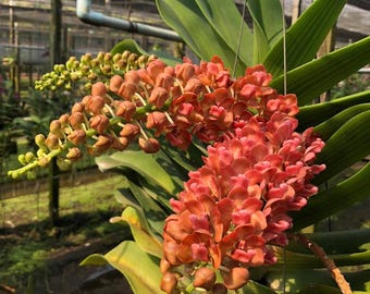Set of 3 Rhynchostylis Gigantea 'Carrot Orange' Orchid Seedlings: Fragrant Foxtail Orchid