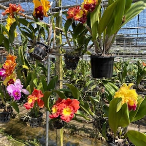 以下が含まれることがあります： 温室に飾られた鮮やかなランの展示。さまざまな開花段階にあるランは、黄色、オレンジ、赤、ピンクなどの色のスペクトルを示しています。植物は黒い鉢に吊り下げられています。