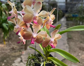 Pastel Vanda Sweet Orchidee Accent – Lamellata-Inspired Botanical Collectible, Fragrant Tropical Orchid Decoration for Home or Gift