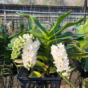 May include: A hanging orchid plant with vibrant green leaves and long, dangling roots. The plant features clusters of white flowers in full bloom, suspended in a black plastic basket. The background shows a greenhouse setting.