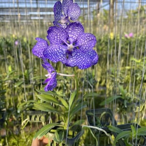Hybrid Fa Mui Blue Vanda Orchid: Pretty Patterned Plant, Collector's Orchid