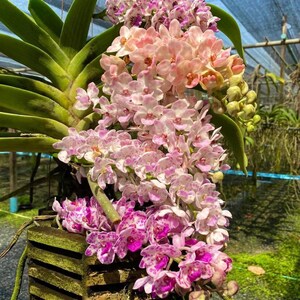 Rhynchostylis gigantea - Etsy.de