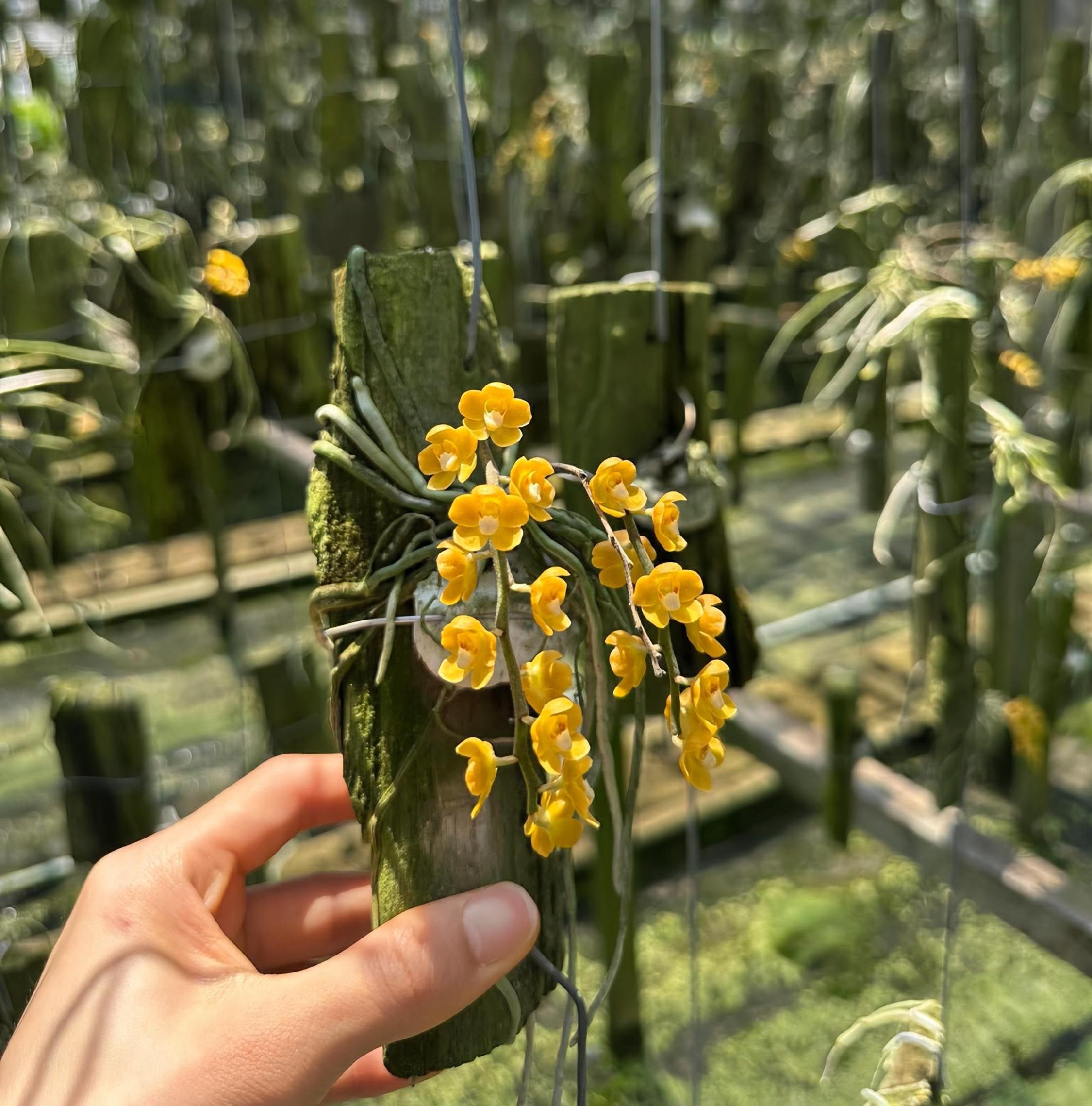 洋蘭978】 Chiloschista parishii 開花中 ラスト1株 大蜘蛛蘭 無葉蘭