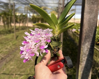Fragrant Foxtail Orchid  (Chang Khom Lamphun × TT2904): Rare Thai Hybrid, Winter Bloom