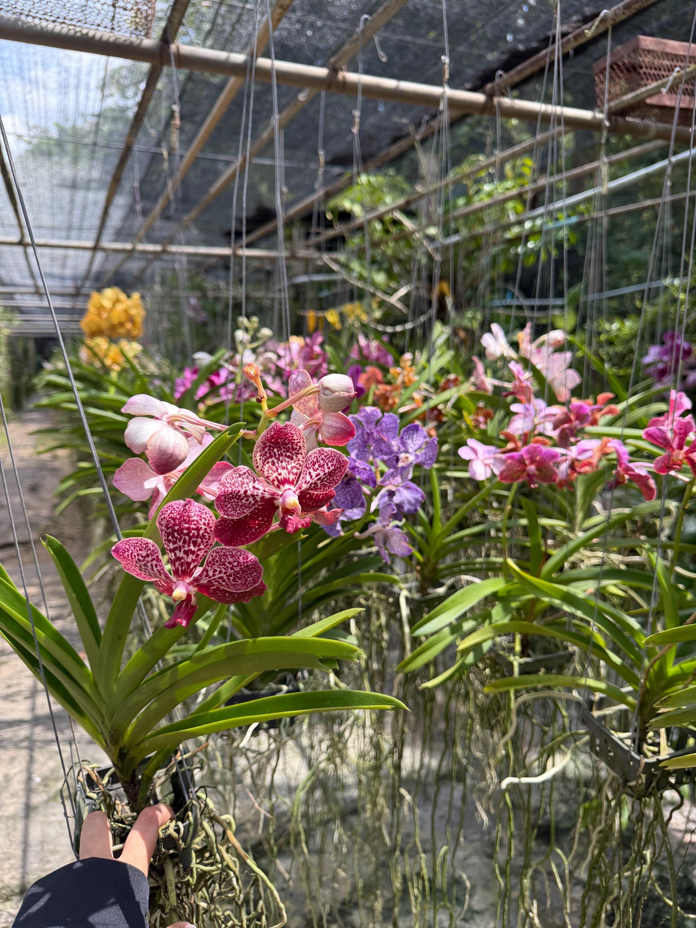 Monkey Face Orchids UK