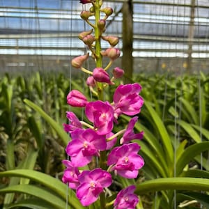 May include: A vibrant magenta orchid spike featuring multiple fully bloomed flowers with rounded petals and a central column, extending upward from a green stem. The upper portion of the stalk displays numerous unopened flower buds in a vertical arrangement.