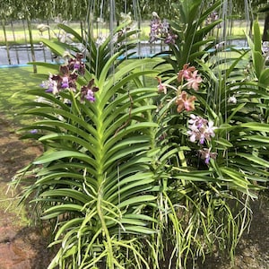 May include: Hanging orchid plants with long, green leaves and vibrant blooms in shades of purple, brown, and pink. The plants have exposed roots and are suspended by thin wires, creating a natural, airy display.