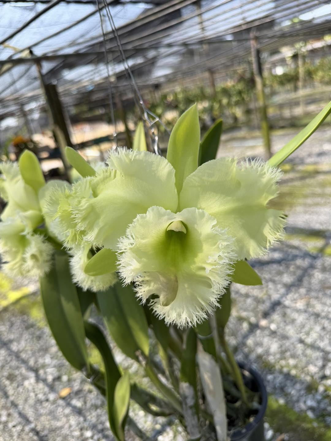 Cattleya hybrid - Etsy 日本