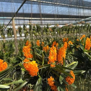 Op de afbeelding: Een levendige afbeelding van feloranje orchidee&euml;n in volle bloei, hangend in een kas. De bloemen zijn geclusterd, wat een opvallende visuele weergave cre&euml;ert tegen het groene gebladerte. De sc&egrave;ne baadt in natuurlijk licht.