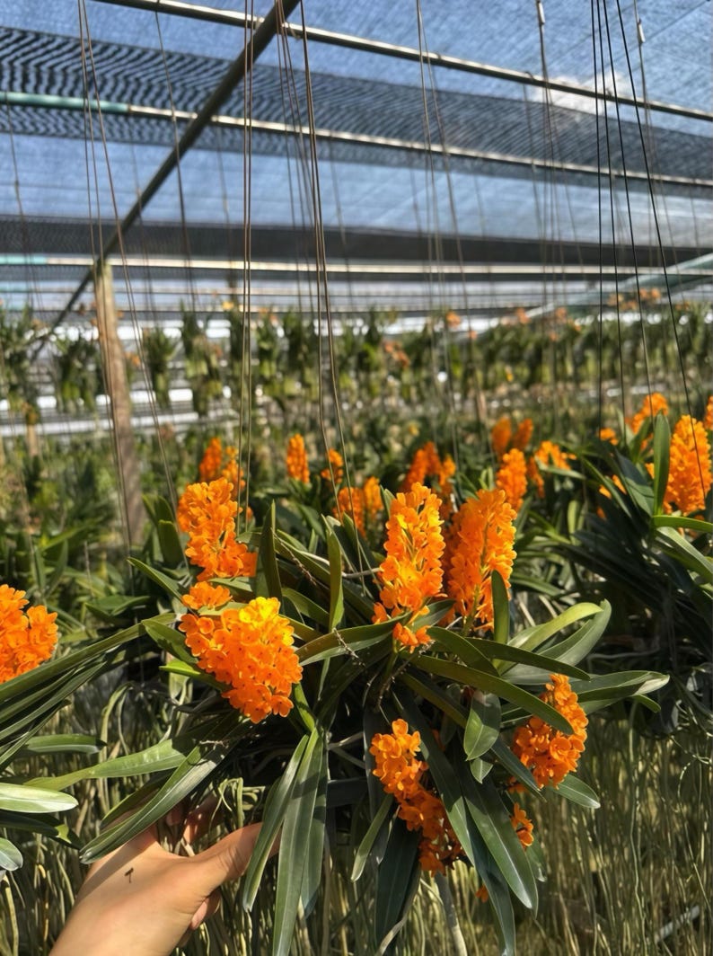 Op de afbeelding: Een levendige afbeelding van feloranje orchidee&euml;n in volle bloei, hangend in een kas. De bloemen zijn geclusterd, wat een opvallende visuele weergave cre&euml;ert tegen het groene gebladerte. De sc&egrave;ne baadt in natuurlijk licht.