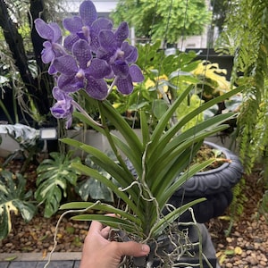 Fragrant Vanda Hybrid Orchid –tristar Blue X Mimi Palmer | Rare