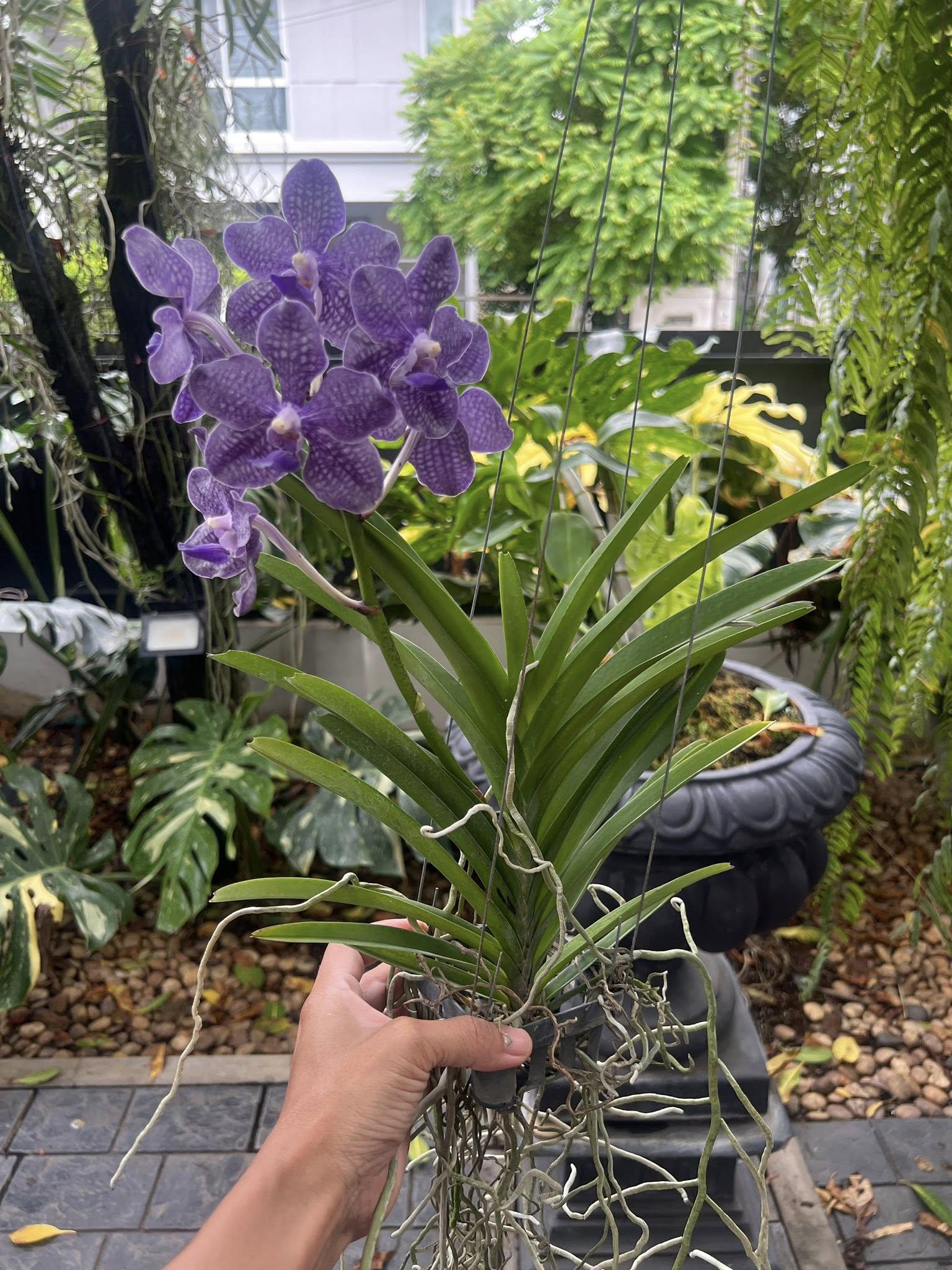 Fragrant Vanda Hybrid Orchid –tristar Blue X Mimi Palmer | Rare