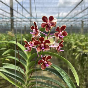 May include: A close-up of an orchid plant with several burgundy-coloured flowers with lighter edges and pink centres. The long, green leaves provide a contrasting backdrop. The plant is hanging in a greenhouse. The flowers are a beautiful example of nature.