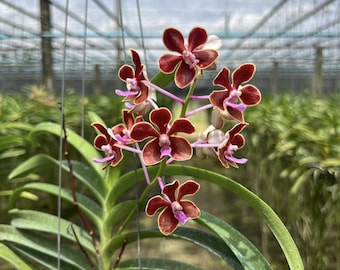 Plántula de orquídea Vanda híbrida con aroma filipino: orquídea bebé rara, planta de colección tropical