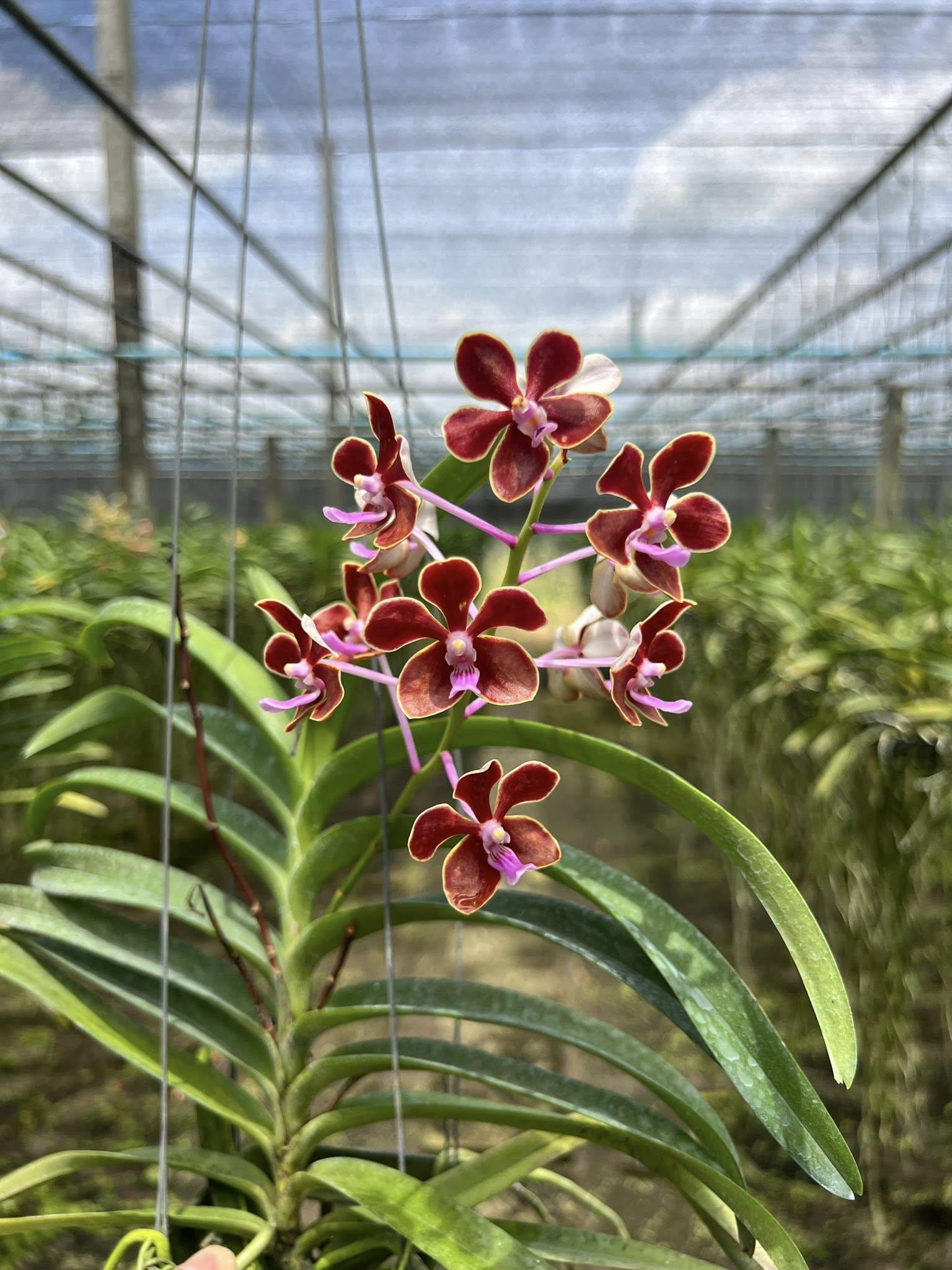 Black Cymbidium Orchid Plants Live Canada