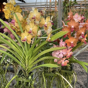 Duftende Vanda Orchideen-Setzling - Seltene Hybrid - Mischfarben Lebende Orchideenpflanze