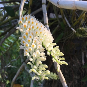 以下が含まれることがあります： 小さなオレンジ色の斑点のある白い蘭のクローズアップ。花は満開で、小さく繊細な花の複数のクラスターがあります。背景はぼやけており、茎と葉が表示されています。