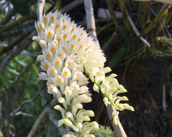 Plántula de Dendrobium secundum var. album: orquídea blanca de dientes, especie epífita nativa tailandesa