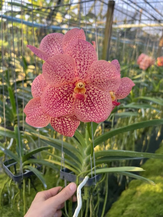 Rare Salmon Pink Vanda Orchid, Peach Pink Blooms, Collector Hybrid