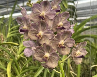 Set of 4 "Moonstone Mist" Vanda Orchid Seedlings – Ultra Rare Limited Release, Fragrant Orchid, Collector’s Choice