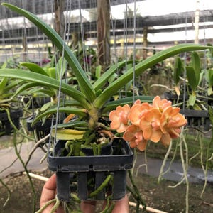 Könnte beinhalten: Eine lebendige Orchideenpflanze in einem schwarzen Hängekorb. Die Pflanze hat lange, grüne Blätter und einen Cluster pfirsichfarbener Blüten. Die Wurzeln sind sichtbar, und der Hintergrund zeigt andere Pflanzen in einem Gewächshaus.