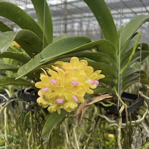 Rare orchidée Rhynchostylis Gigantea &#39;Wuttiphan&#39; - Orchidée thaïlandaise parfumée | Bloomer fréquent | Panier suspendu | Pièces limitées